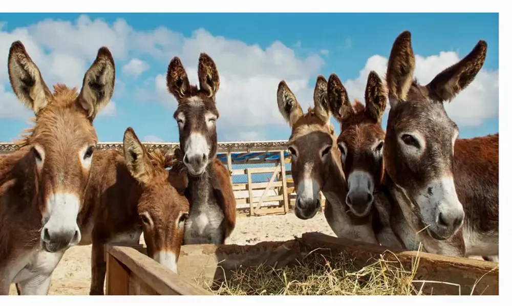 Foto: Reprodução/Agência Brasil 