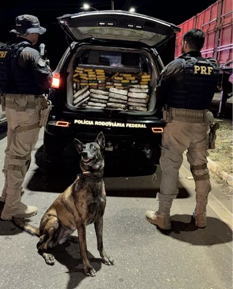 A cadela K9 megan, que integra o canil da PM de Picos, identificou o local da droga (Foto: PRF)