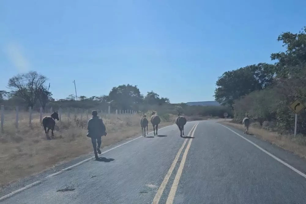 Foto: Reprodução PM