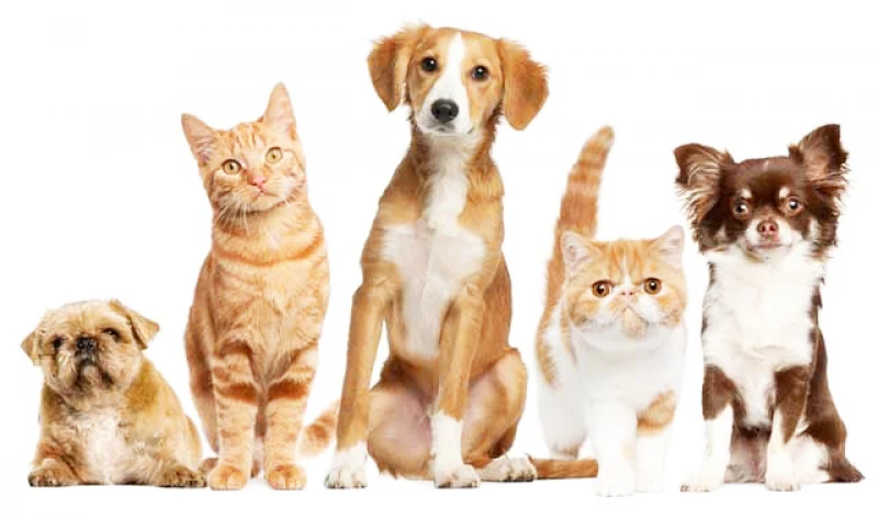 Foto: Reprodução/O Dia