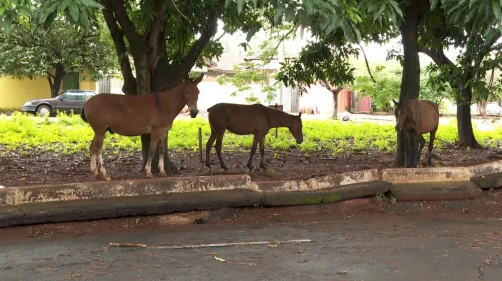 Foto: Reprodução/G1