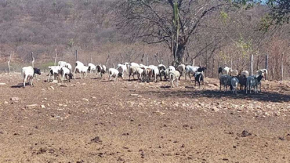 Foto: Secretaria de Simões 