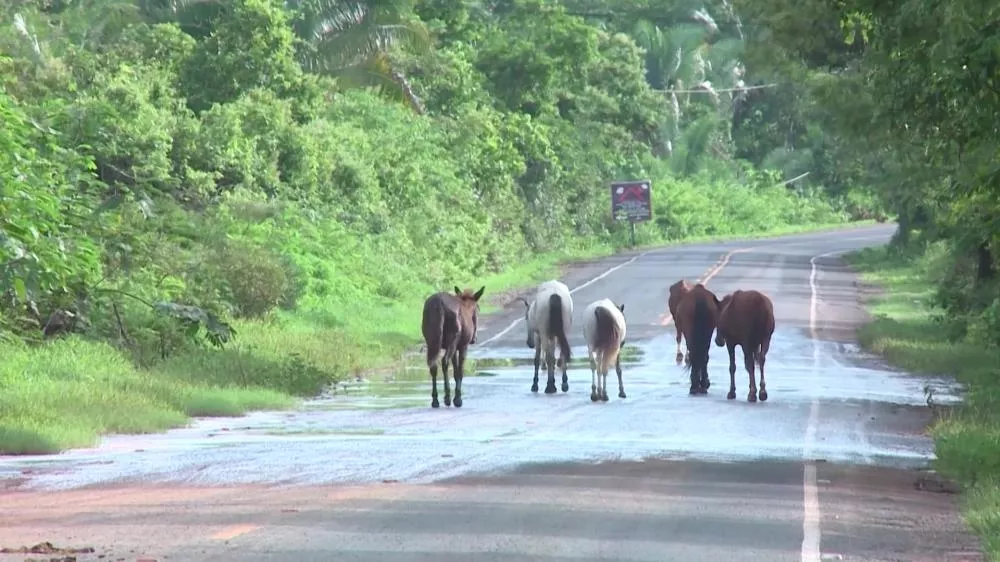 Donos de animais envolvidos em acidentes nas rodovias do Piauí podem responder criminalmente. Foto: Reprodução/TV Clube