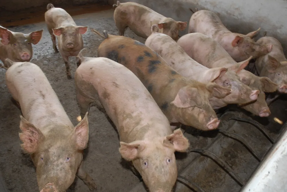 Picos intensifica medidas de biosseguridade após foco de Peste Suína no Piauí