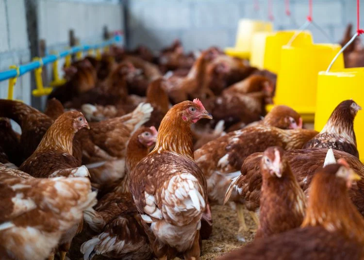 Foto: Reprodução/Brasil de fato