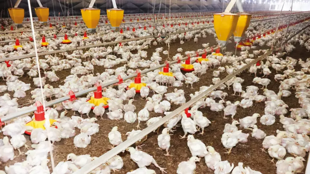 Criação de galinhas. Foto: Dirceu Portugal/Fotoarena