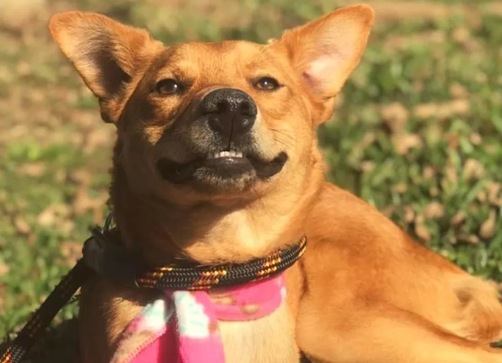 Foto: Divulgação/Prefeitura de Curitiba