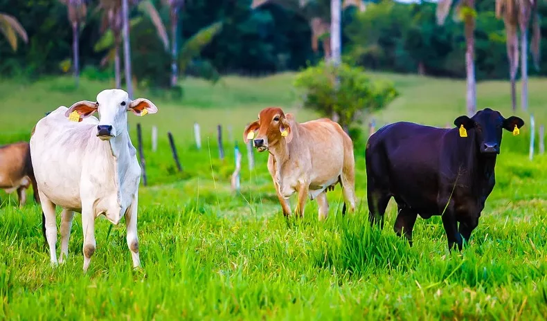 Foto: Reprodução/Cidade Verde 