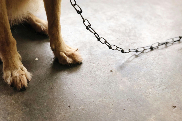 Foto: Reprodução / Pexels