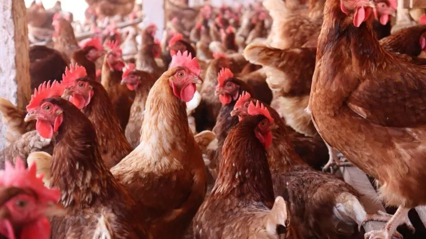 Foto: Reprodução/Poder 360